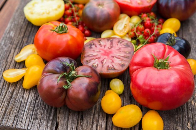 A table filled with fresh summer tomatoes of all colors.